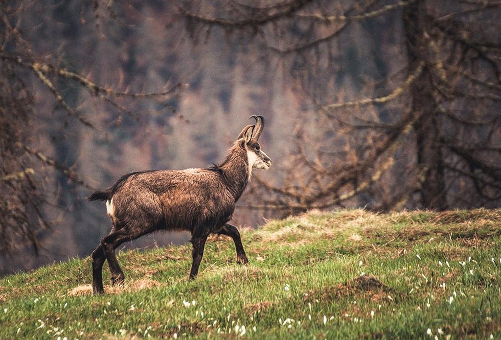 Nature in Chamois